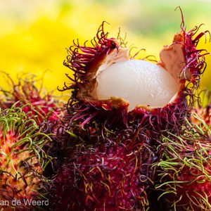 2009-08-04 - Rambutan, lekkere vrucht<br/>Kuala Selangor - Maleisië<br/>Canon EOS 50D - 60 mm - f/8.0, 1/125 sec, ISO 200