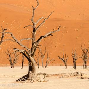 2007-08-11 - Bijzonder -dood- bos<br/>Sossusvlei - Deadvlei - Sesriem - Namibie<br/>Canon EOS 30D - 170 mm - f/16.0, 1/125 sec, ISO 200