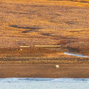 2023-09-19 - Poolvos<br/>Myggbukta (Mosquito Bay) - Groenland<br/>Canon EOS R6m2 - 371 mm - f/5.6, 1/500 sec, ISO 1600