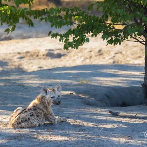 2024-05-01 - Het hyena jong werd gestoord in zijn slaapje<br/>Kwai Lediba Camp - Kwai (Okavango Delta) - Botswana<br/>Canon EOS R6m2 - 227 mm - f/7.1, 1/250 sec, ISO 1000