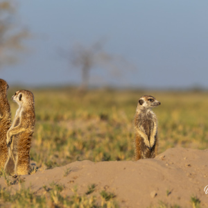 2024-05-04 - De omgeving werd goed in de gaten gehouden<br/>Makgadikgadi NP - Gweta - Botswana<br/>Canon EOS R6m2 - 263 mm - f/7.1, 1/320 sec, ISO 160