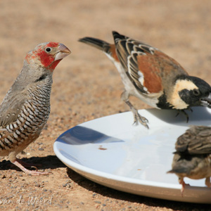 2007-08-11 - Prachtige vogel, maar welke?<br/>Sossusvlei - Sesriem - Namibie<br/>Canon EOS 30D - 400 mm - f/11.0, 1/640 sec, ISO 200