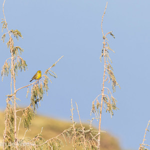 2022-11-12 - Geelgors (denken we)<br/>La Palma - Canarische eilanden - Spanje<br/>Canon EOS R5 - 400 mm - f/5.6, 1/800 sec, ISO 400