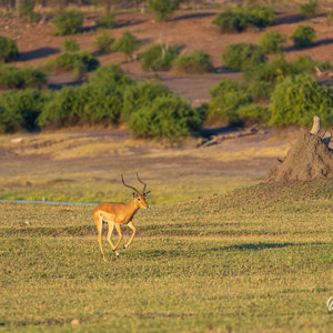 2024-04-27 - Impala met haast<br/>Chobe NP - Muchenje - Botswana<br/>Canon EOS R6m2 - 400 mm - f/5.6, 1/500 sec, ISO 800