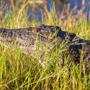 2024-04-27 - Krokodil<br/>Zambezi rivier - Victoria Falls - Zimbabwe<br/>Canon EOS R5 - 263 mm - f/7.1, 1/320 sec, ISO 500
