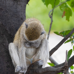 2024-04-28 - Beetje verlegen<br/>Chobe NP - Muchenje - Botswana<br/>Canon EOS R6m2 - 278 mm - f/7.1, 1/320 sec, ISO 2500