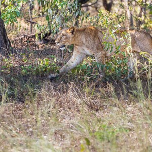 2024-04-27 - Een hele troep leeuwen kwam vlak bij de weg langslopen<br/>Chobe NP - Muchenje - Botswana<br/>Canon EOS R6m2 - 278 mm - f/5.6, 1/400 sec, ISO 1000