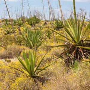 2023-04-22 - Landschap met agaves<br/>Wandeling bij Centro de visitant - Retamar - Cabo de Gata - Spanje<br/>Canon EOS R5 - 100 mm - f/8.0, 1/500 sec, ISO 400