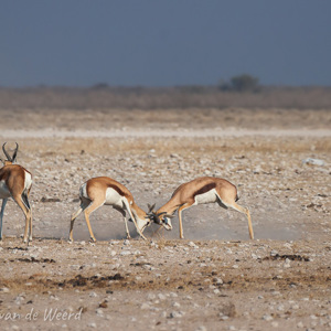 2007-08-19 - Vechtende Springbokken<br/>Etosha NP - Namibie<br/>Canon EOS 30D - 400 mm - f/7.1, 1/1600 sec, ISO 200