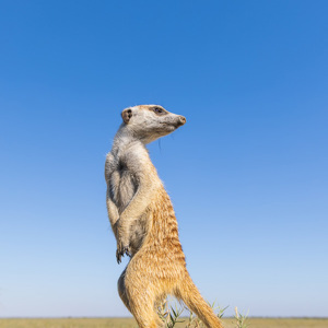 2024-05-04 - Met de groothoeklens van zeer dichtbij<br/>Makgadikgadi NP - Gweta - Botswana<br/>Canon EOS R5 - 24 mm - f/7.1, 1/200 sec, ISO 100
