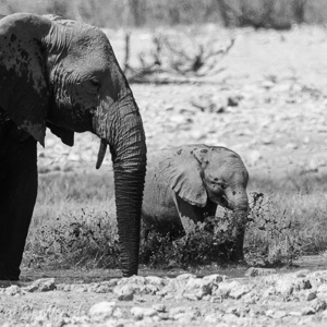 2007-08-19 - Modderbad!<br/>Etosha NP - Namibie<br/>Canon EOS 30D - 400 mm - f/5.6, 1/800 sec, ISO 200