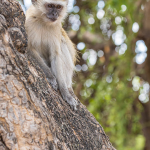 2024-04-28 - Vervet aapje in de boom<br/>Chobe NP - Muchenje - Botswana<br/>Canon EOS R6m2 - 153 mm - f/7.1, 1/200 sec, ISO 1600