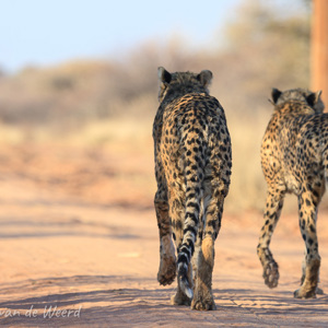 2007-08-23 - De twee cheetahs op jacht<br/>Okonjima Lodge / Africat Foundat - Otjiwarongo - Namibie<br/>Canon EOS 30D - 275 mm - f/5.6, 1/400 sec, ISO 200