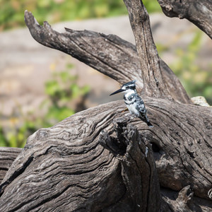2024-04-28 - Bonte ijsvogel<br/>Chobe NP - Muchenje - Botswana<br/>Canon EOS R6m2 - 400 mm - f/7.1, 1/400 sec, ISO 320