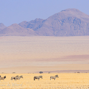 2007-08-10 - Zebra''s op de verlaten vlakte<br/>Onderweg - Betta - Sesriem - Namibie<br/>Canon EOS 30D - 260 mm - f/8.0, 1/1600 sec, ISO 200