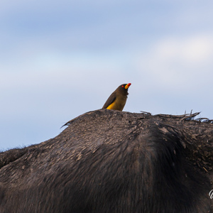 2024-04-28 - Ossenpikker op de rug van de buffel<br/>Chobe NP - Muchenje - Botswana<br/>Canon EOS R6m2 - 400 mm - f/7.1, 1/400 sec, ISO 200
