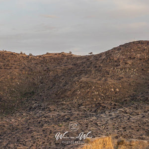 2023-04-27 - In de verte op de top liep een Spaanse steenbok<br/>Cañada de la Ventanilla - Campi - Gorafe - Spanje<br/>Canon EOS R5 - 83 mm - f/11.0, 1/40 sec, ISO 400