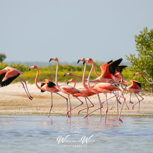 2008-07-11 - Flamingos: daar kwamen we voor!<br/>Boot-excursie naar de flamingos - Rio Lagartos - Mexico<br/>Canon EOS 30D - 400 mm - f/7.1, 1/1000 sec, ISO 200