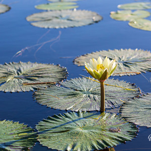 2024-05-01 - Waterlelie<br/>Kala Camp - Okavango Delta - Botswana<br/>Canon EOS R6m2 - 100 mm - f/5.0, 1/1000 sec, ISO 800