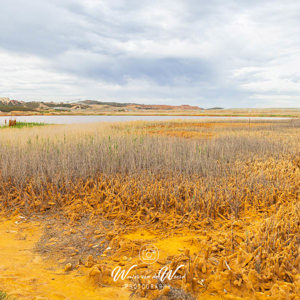 2023-05-03 - Een heel apart soort rietsigaren<br/>Pináculos - La Dehesa - Spanje<br/>Canon EOS R5 - 24 mm - f/11.0, 0.02 sec, ISO 400