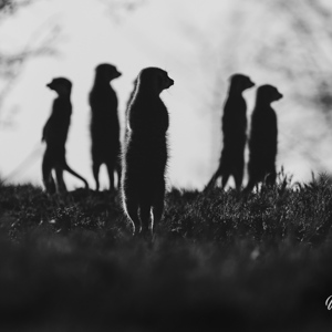 2024-05-04 - Stokstaartjes in silhouet<br/>Makgadikgadi NP - Gweta - Botswana<br/>Canon EOS R6m2 - 400 mm - f/6.3, 1/640 sec, ISO 100