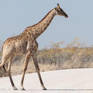 2007-08-21 - Overstekend wild<br/>Etosha NP - Namibie<br/>Canon EOS 30D - 220 mm - f/6.3, 1/1600 sec, ISO 200