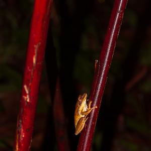 2009-08-21 - Boomkikker<br/>Borneo Rainforest Lodge - Danum Valley - Maleisië<br/>Canon EOS 50D - 105 mm - f/4.0, 1/60 sec, ISO 400