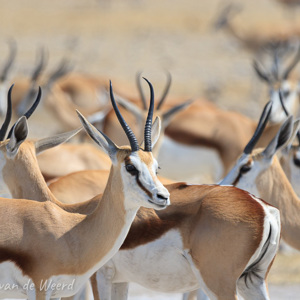 2007-08-19 - Springbokken<br/>Etosha NP - Namibie<br/>Canon EOS 30D - 400 mm - f/5.6, 1/1600 sec, ISO 200