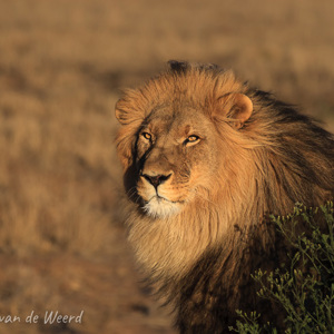 2007-08-24 - Leeuw portret<br/>Okonjima Lodge / Africat Foundat - Otjiwarongo - Namibie<br/>Canon EOS 30D - 400 mm - f/5.6, 1/1600 sec, ISO 400
