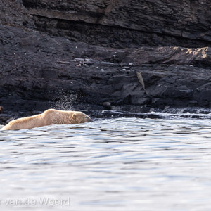 2022-07-15 - Even lekker zwemmen<br/>Spitsbergen<br/>Canon EOS R5 - 400 mm - f/5.6, 1/2000 sec, ISO 800