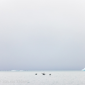 2022-07-19 - Kortbekzeekoeten met visjes<br/>Torellneset - Spitsbergen<br/>Canon EOS R5 - 400 mm - f/6.3, 1/5000 sec, ISO 800