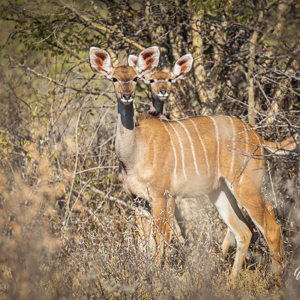 2024-05-07 - Nieuwsgierige Kudu vrouwjtes<br/>Deception Valley Lodge - Central Kalahari Game Reserve - Botswana<br/>Canon EOS R6m2 - 400 mm - f/6.3, 1/400 sec, ISO 160