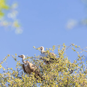 2024-05-06 - Twee Kaapse gieren<br/>Deception Valley Lodge - Central Kalahari Game Reserve - Botswana<br/>Canon EOS R6m2 - 400 mm - f/8.0, 1/250 sec, ISO 800