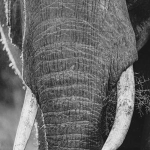 2024-04-30 - Slurf en slagtanden<br/>Kala Camp - Okavango Delta - Botswana<br/>Canon EOS R6m2 - 400 mm - f/5.6, 1/400 sec, ISO 3200