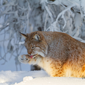 2011-02-10 - Lynx die zich aan het wassen is als een poes<br/>Ranua Wildlife Park - Ranua - Finland<br/>Canon EOS 7D - 420 mm - f/4.0, 1/800 sec, ISO 200