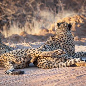 2007-08-23 - De jacht is duidelijk erg vermoeiend<br/>Okonjima Lodge / Africat Foundat - Otjiwarongo - Namibie<br/>Canon EOS 30D - 210 mm - f/6.3, 1/250 sec, ISO 400