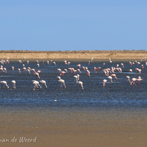2007-08-13 - Duizenden flamingo''s bij Walvis Bay<br/>Baai - Walvis Bay - Namibie<br/>Canon EOS 30D - 400 mm - f/9.0, 1/500 sec, ISO 200