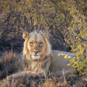 2024-05-07 - Portret van een leeuw<br/>Deception Valley Lodge - Central Kalahari Game Reserve - Botswana<br/>Canon EOS R6m2 - 400 mm - f/6.3, 1/400 sec, ISO 1000