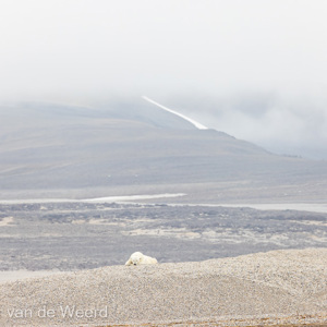 2022-07-19 - Moeder ijsbeer doet maar een tukkie<br/>Torellneset - Spitsbergen<br/>Canon EOS R5 - 400 mm - f/7.1, 1/1600 sec, ISO 800