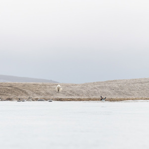 2022-07-19 - Twee ijsberen, walrussen en zeekoeten<br/>Torellneset - Spitsbergen<br/>Canon EOS R5 - 400 mm - f/5.6, 1/1600 sec, ISO 400