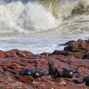 2007-08-15 - Zeehonden bij Cape Cross<br/>Skeleton Coast - Cape Cross - Namibie<br/>Canon EOS 30D - 285 mm - f/8.0, 1/800 sec, ISO 200