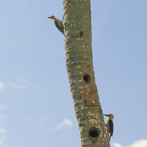 2008-07-26 - Twee spechten<br/>Reserva de la Biosfera Sian Ka'a - Sian Ka'an - Mexico<br/>Canon EOS 30D - 85 mm - f/8.0, 1/60 sec, ISO 100