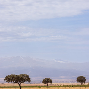 2023-04-27 - Eenzame bomen vóór de bergen<br/>Hernan Valle - Spanje<br/>Canon EOS R5 - 100 mm - f/8.0, 1/500 sec, ISO 200