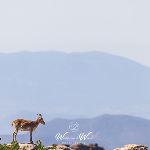 2023-05-01 - Spaanse steenbok (Iberian Ibex)<br/>Paraje Natural Torcal de Anteque - Antequera - Spanje<br/>Canon EOS R5 - 400 mm - f/5.6, 1/800 sec, ISO 200
