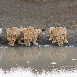 2024-04-27 - Geweldig om te zien, 6 drinkende leeuwen<br/>Chobe NP - Muchenje - Botswana<br/>Canon EOS R6m2 - 117 mm - f/7.1, 1/160 sec, ISO 10000
