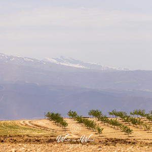 2023-04-27 - Jonge boompjes voor de besneeuwde bergen<br/>Hernan Valle - Spanje<br/>Canon EOS R5 - 200 mm - f/7.1, 1/1250 sec, ISO 400