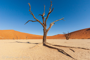 Sossusvlei - Hiddenvlei - Deadvlei