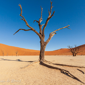 2007-08-11 - Wortels- en schaduw-spel<br/>Sossusvlei - Deadvlei - Sesriem - Namibie<br/>Canon EOS 30D - 10 mm - f/22.0, 1/60 sec, ISO 200