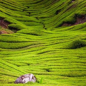 2009-08-06 - Thee-lijnenspel<br/>Sungei Palas Tea Estate - Brinchang - Maleisië<br/>Canon EOS 50D - 85 mm - f/11.0, 0.02 sec, ISO 200