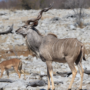 2007-08-21 - Kudu mannetje<br/>Etosha NP - Namibie<br/>Canon EOS 30D - 235 mm - f/5.6, 1/2000 sec, ISO 200